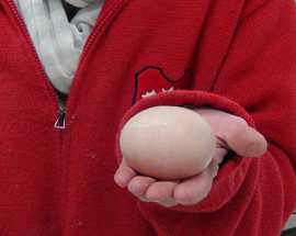3° uovo per dimensioni più grande del mondo alla fattoria antica forconia dell'Aquila